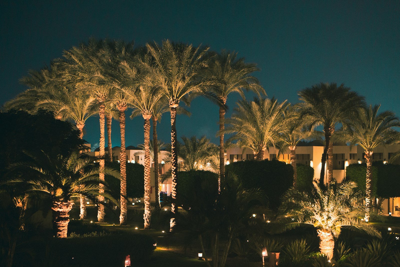 Landscape lighting ideas for a Nocatee backyard