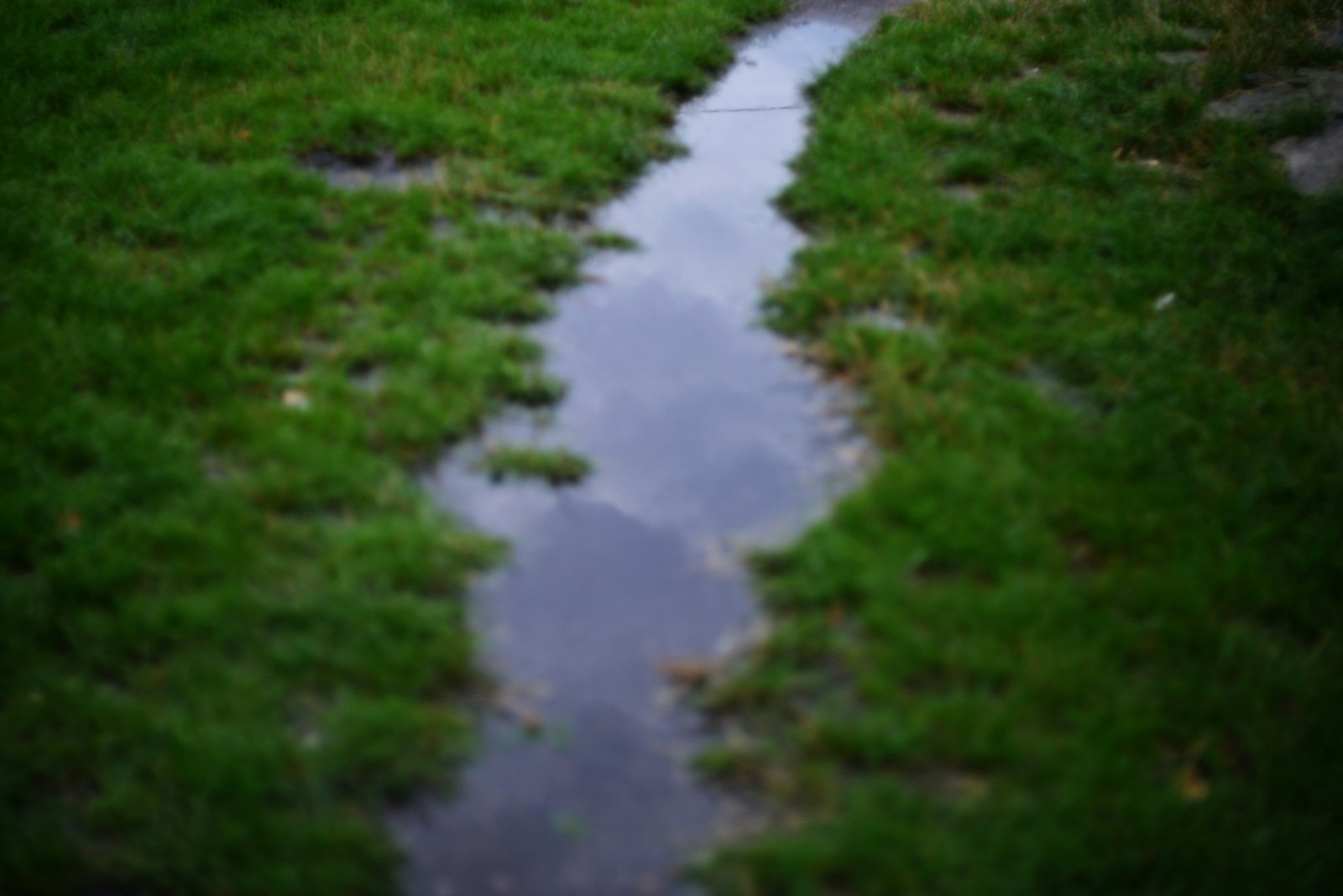 A puddle of standing water sitting in a grassy lawn after heavy rain