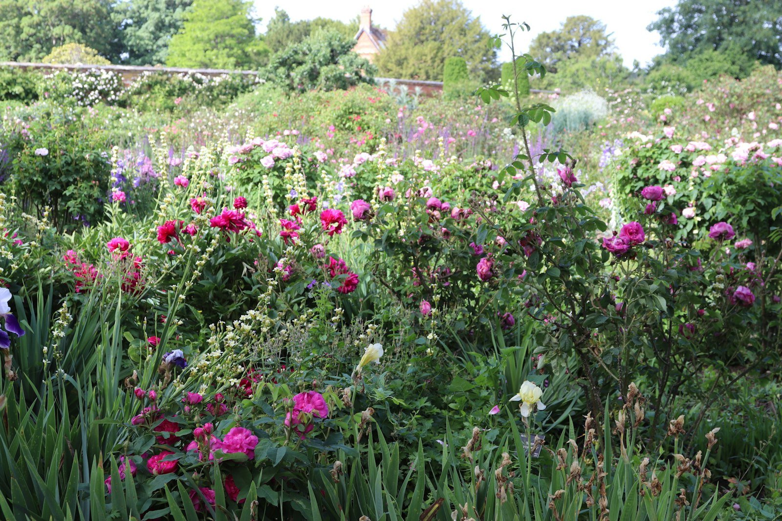 A colorful mixed planting bed with layered flowers and greenery