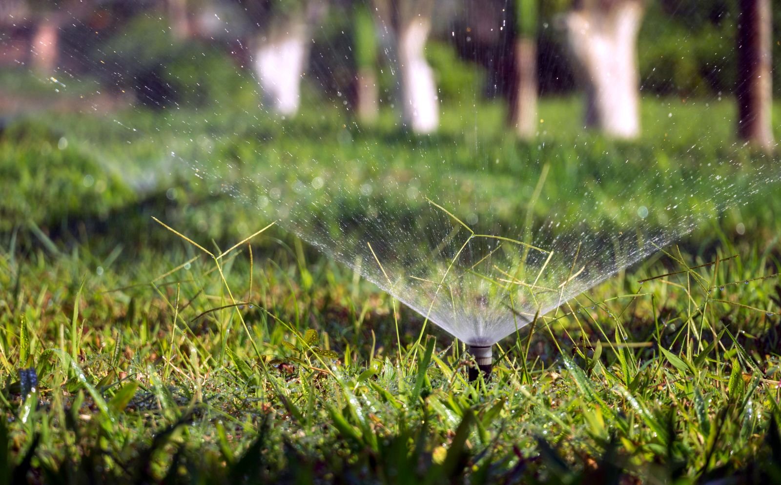 Close-up of a garden sprinkler watering a green lawn