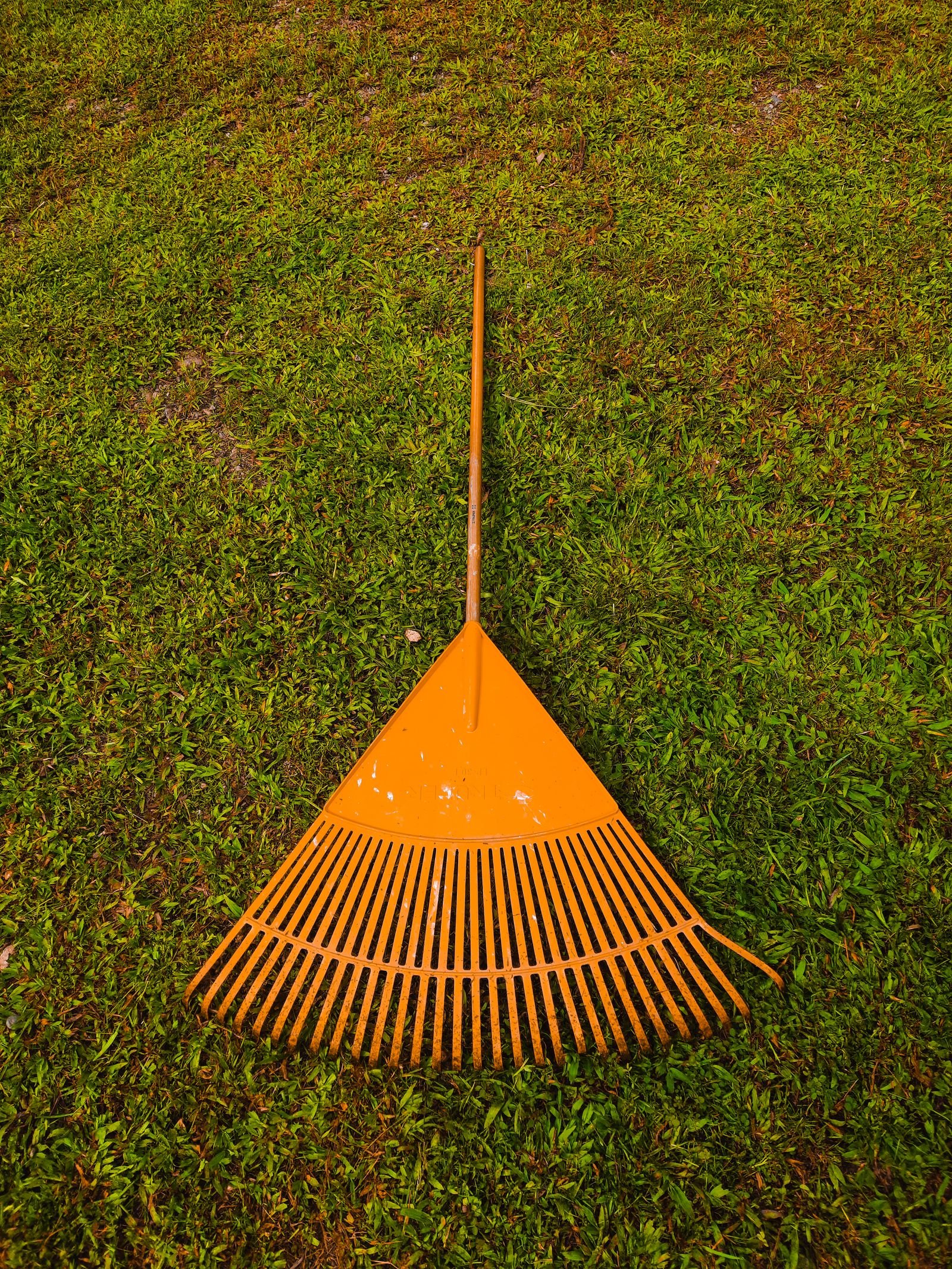 Rake resting on a green lawn covered with fallen leaves