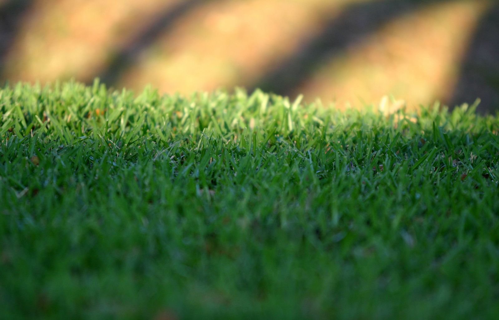 Healthy, vibrant green lawn typical of a well-irrigated and well-drained Florida yard