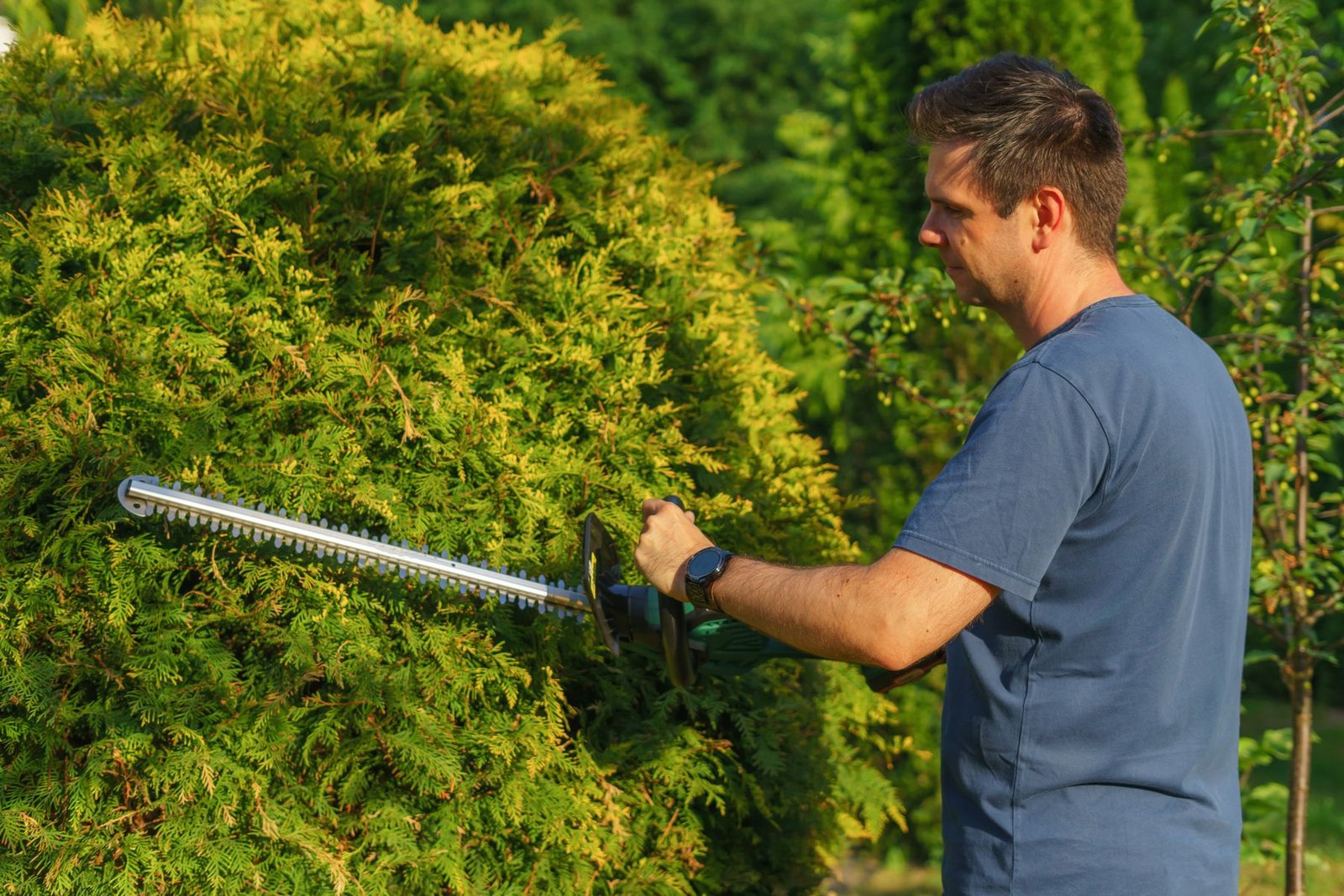 Landscaping professional trimming hedges with a power trimmer