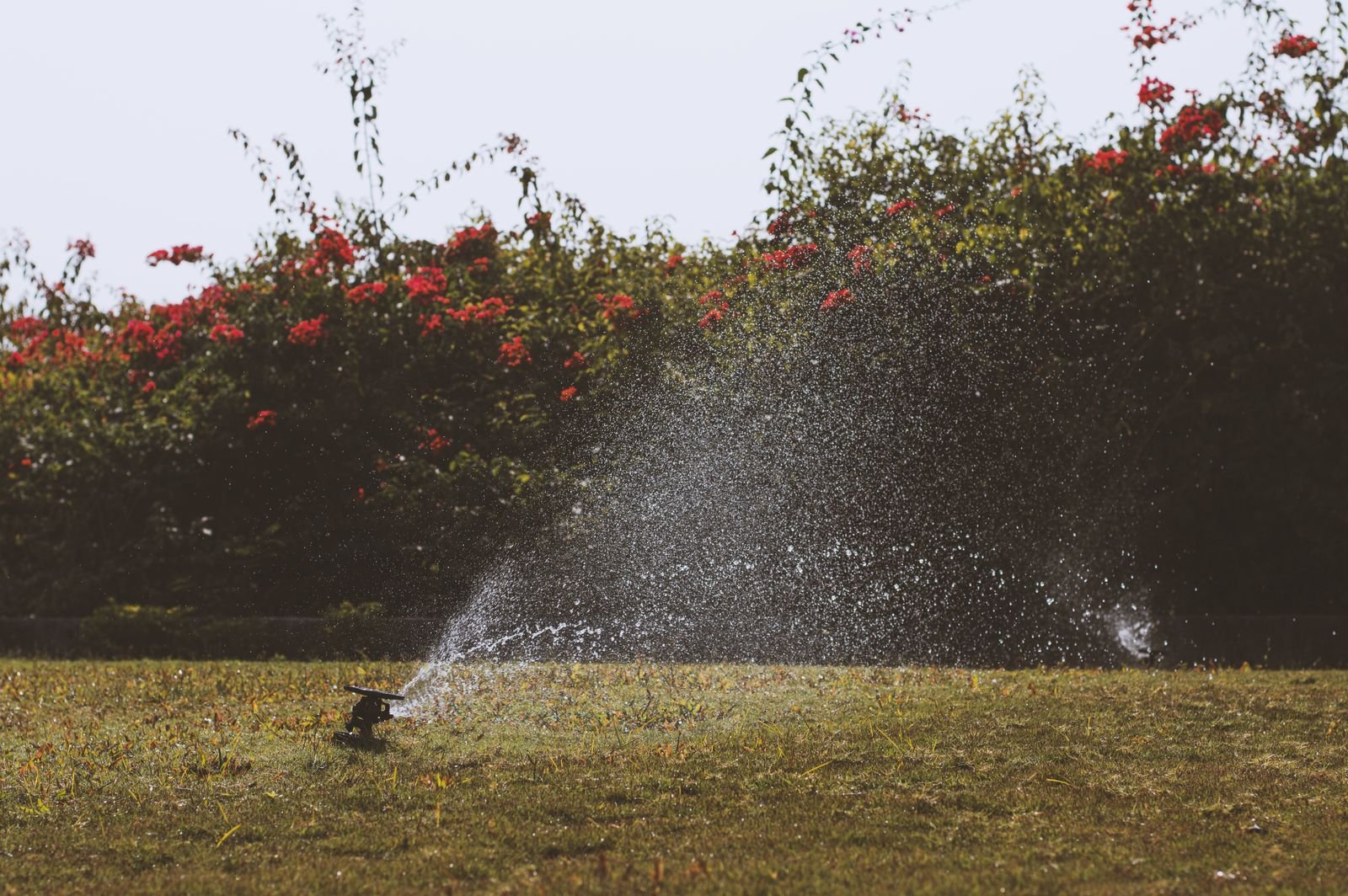 Pop-up sprinkler head spraying water across a green residential lawn