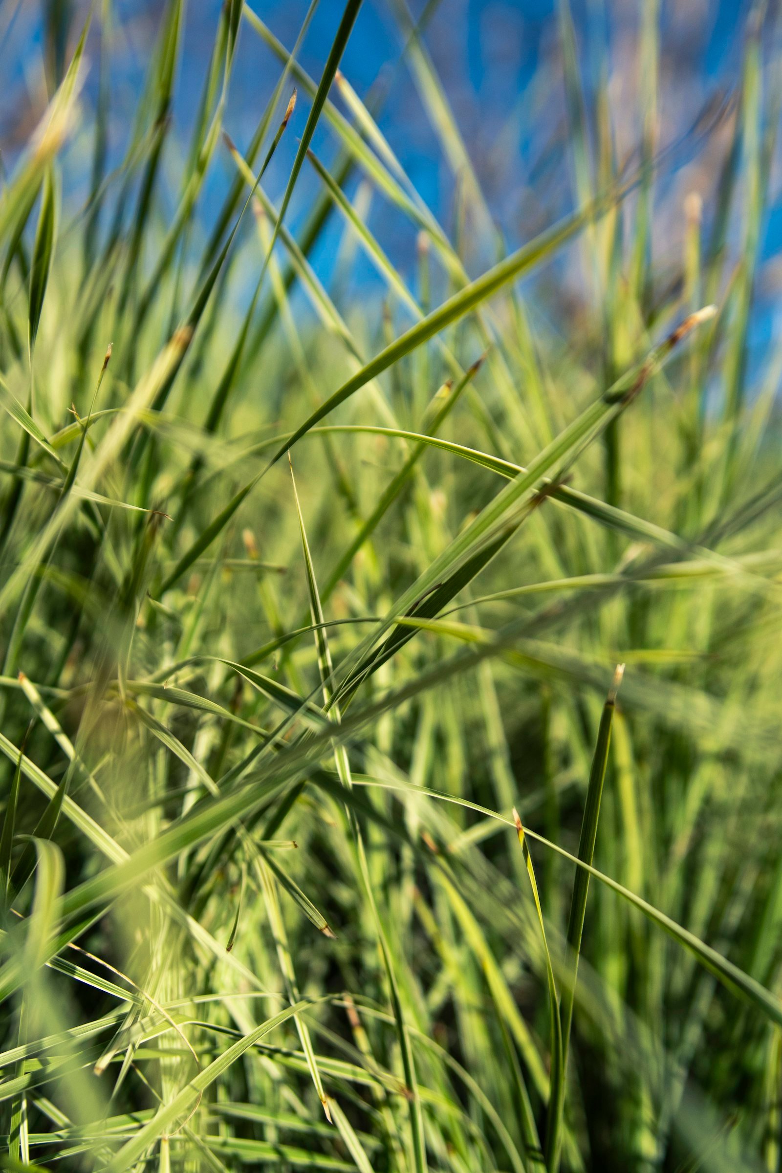 Close-up of healthy green St. Augustine grass blades