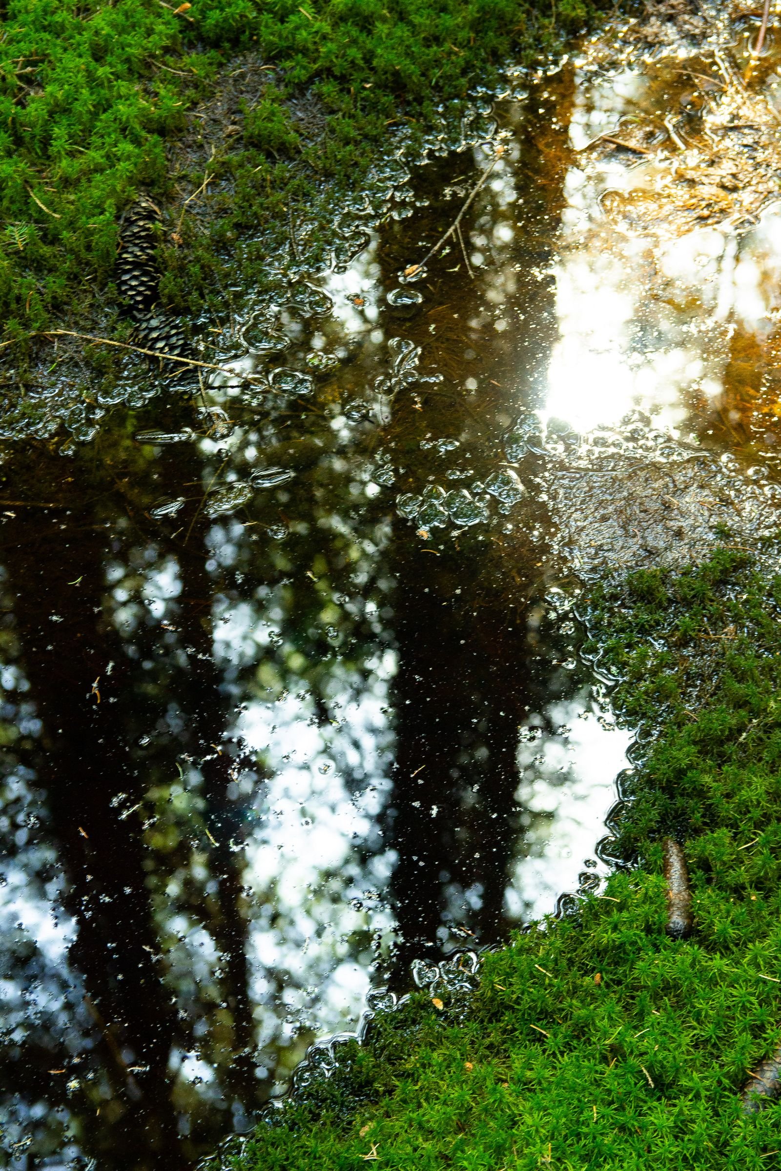 Standing water pooling in a grassy yard after rainfall